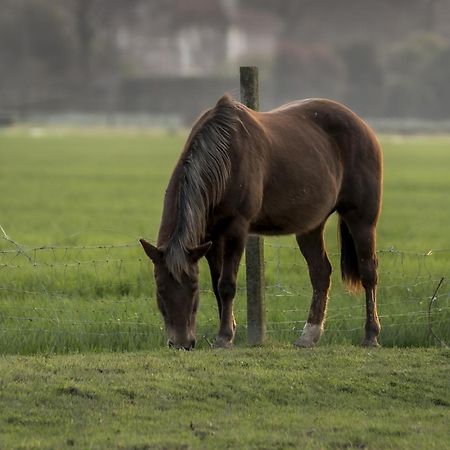 Agriturismo Al Botteniga トレヴィーゾ エクステリア 写真